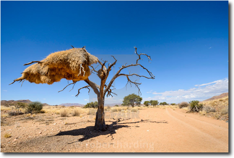 Namibia birds nest tree