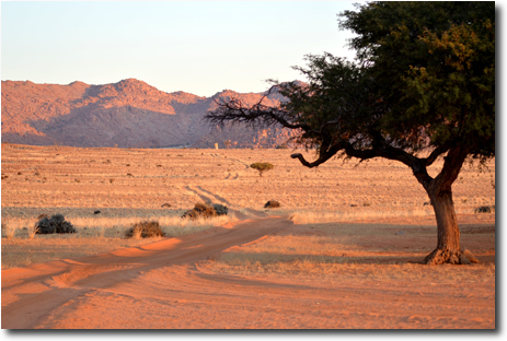 Namibian desert scene